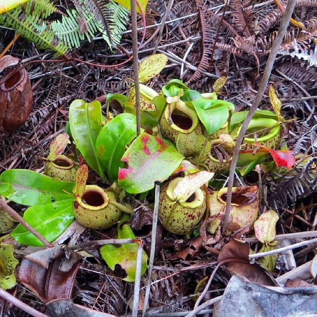 山打根热带雨林公园-山打根必去景点