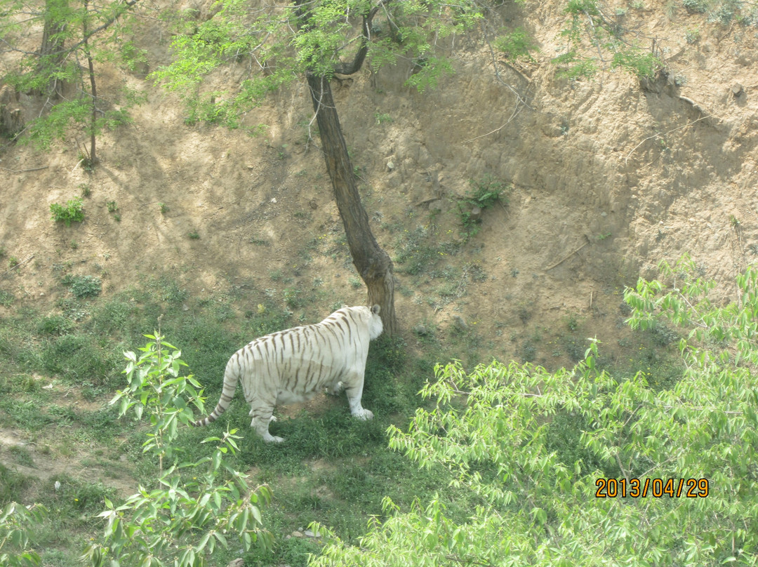 石家庄动物园-石家庄市必去景点