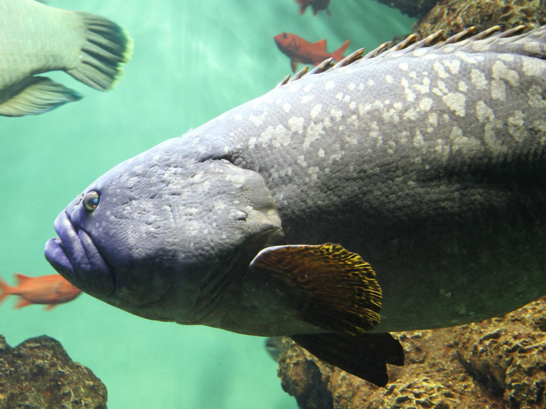 葛西临海水族园-江戸川区必去景点