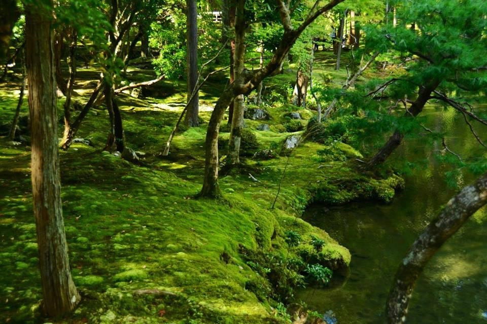 Saihoji Temple-京都市必去景点