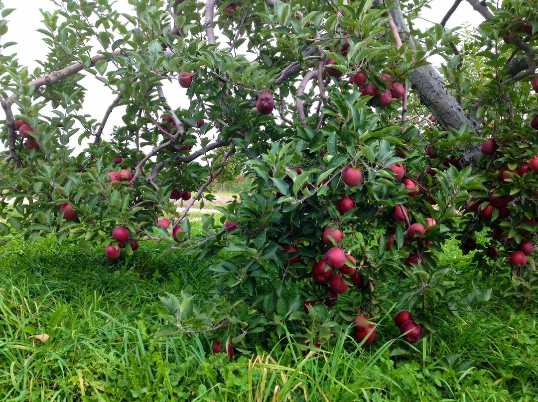 Washburn's Windy Hill Orchard景点图片