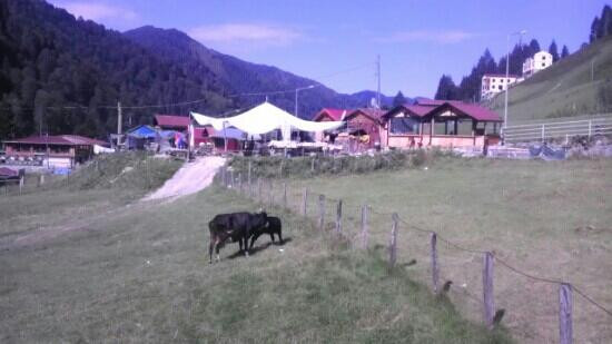 Ayder Yaylasi景点图片