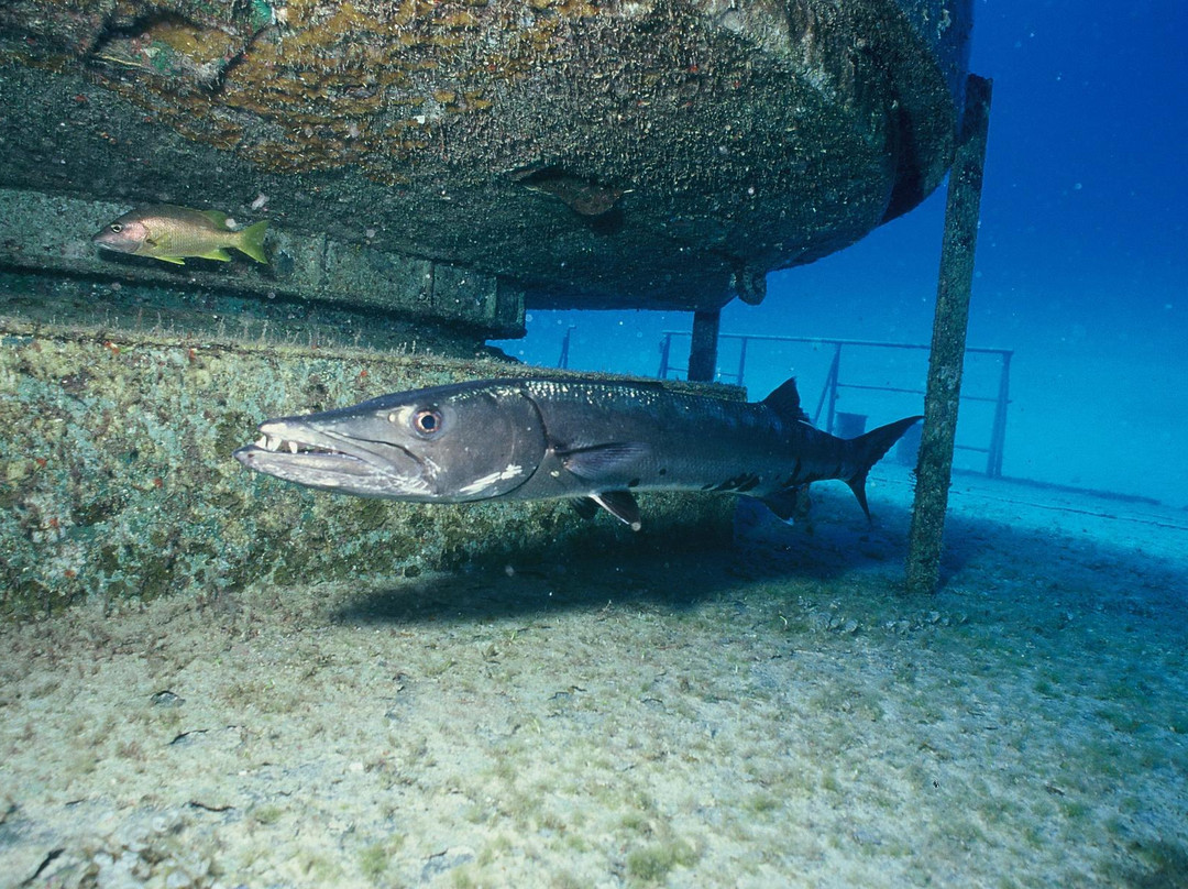 MV Captain Keith Tibbetts-Cayman Brac必去景点
