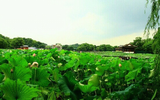 曲院风荷-杭州市必去景点