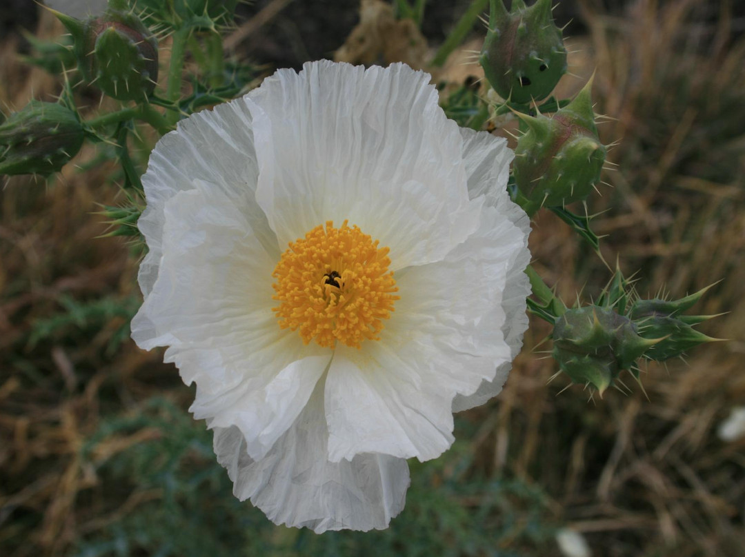 Chihuahuan Desert景点图片