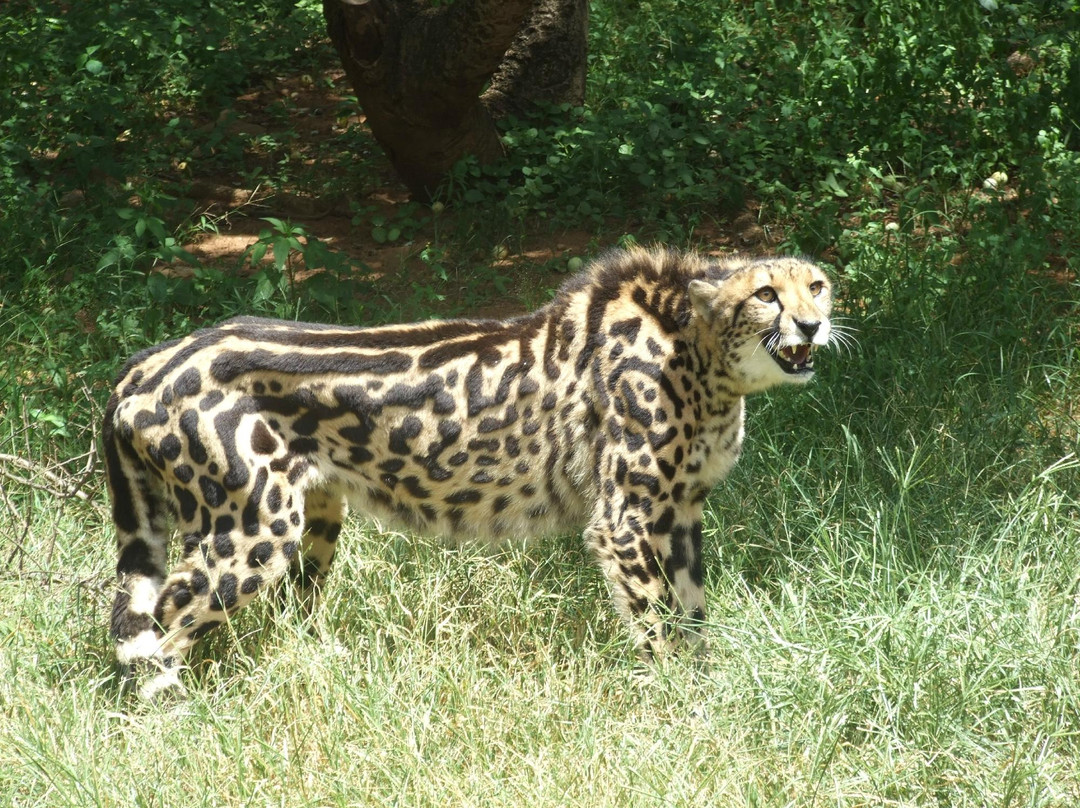 Catz Tours & Safaris景点图片