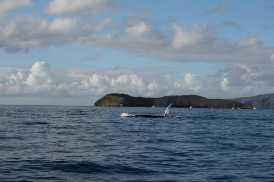 毛伊岛浮潜之旅-基黑必去景点
