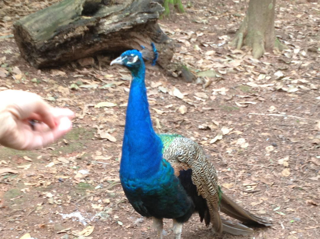 Zoologico de Sao Paulo景点图片