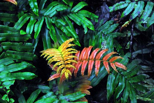 Myrtle Forest-霍巴特必去景点