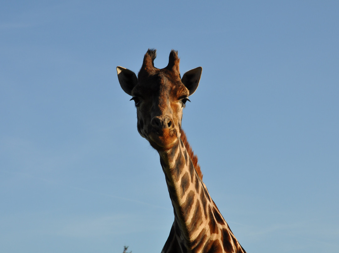 Serengeti-park Hodenhagen-Hodenhagen必去景点