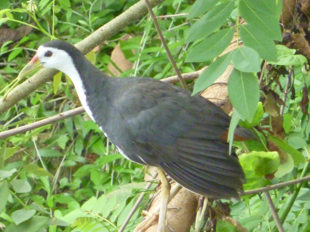 Muthurajawela Marsh-尼甘布必去景点