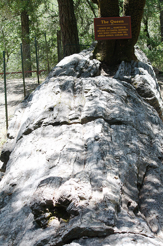 Petrified Forest-卡利斯托加必去景点