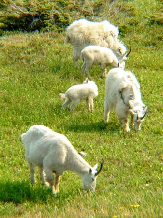Logan Pass-冰河国家公园必去景点