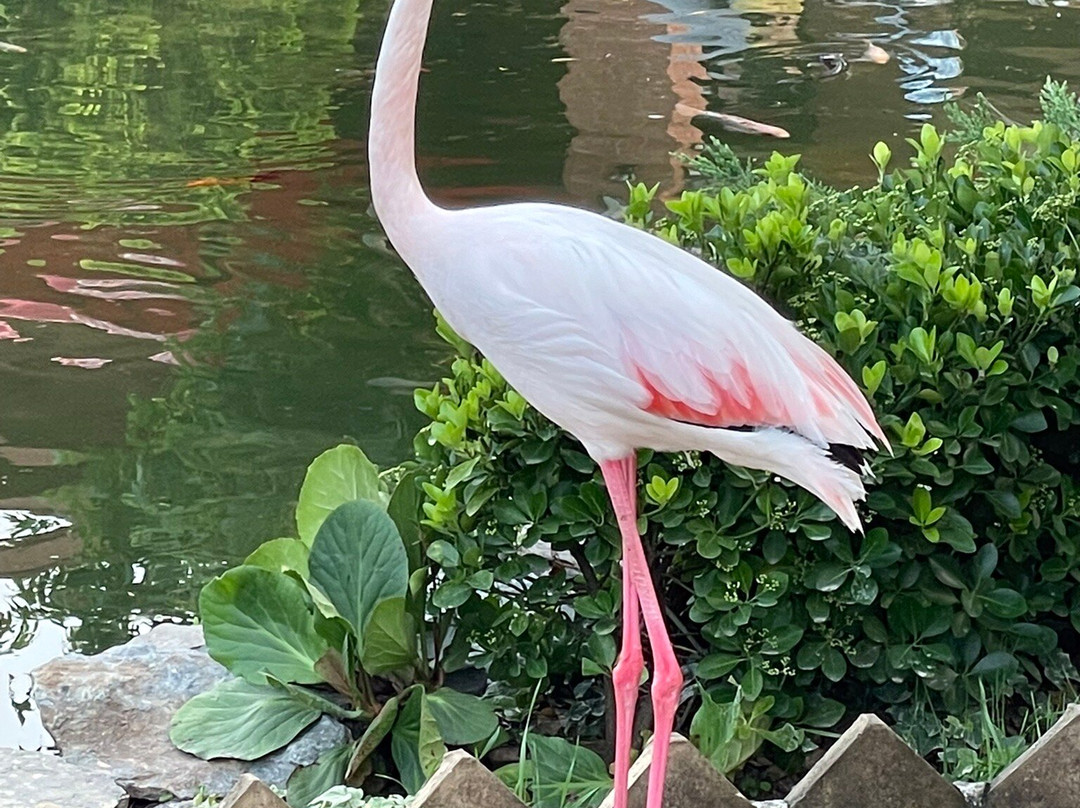 swansfarm