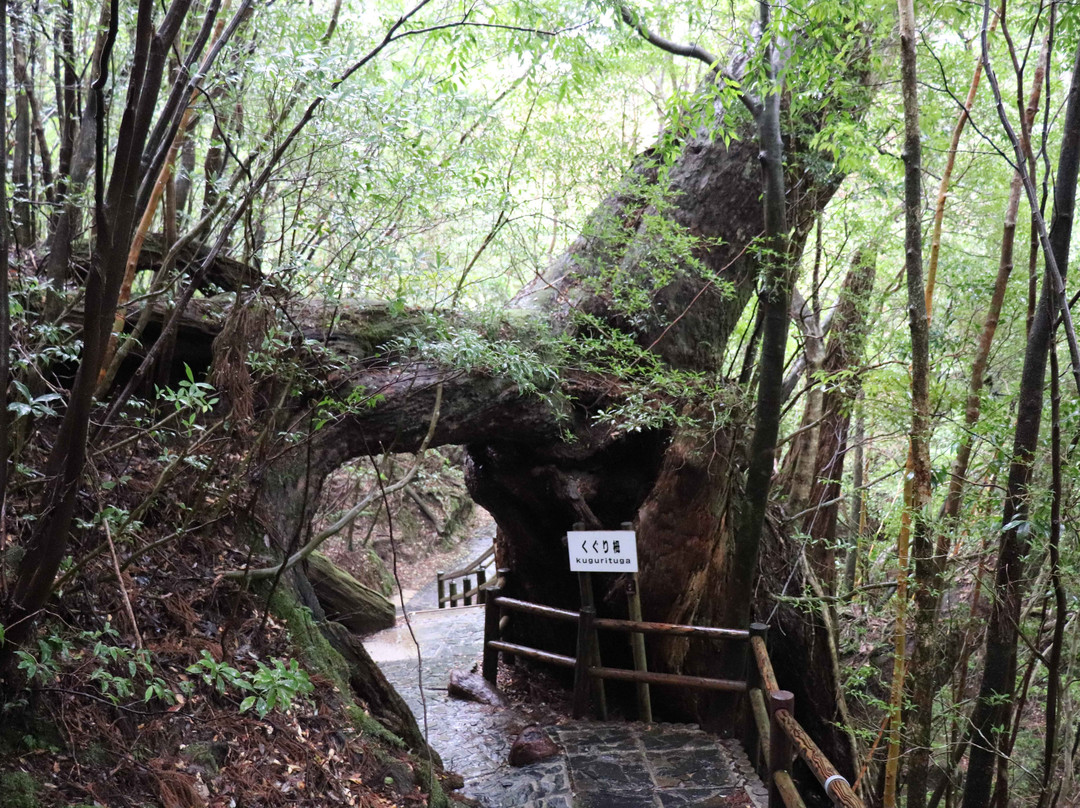 Yakusugi Land景点图片