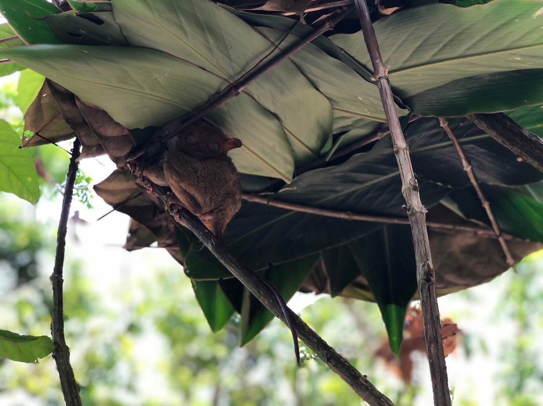 Bohol Enchanted Zoological and Botanical Garden景点图片