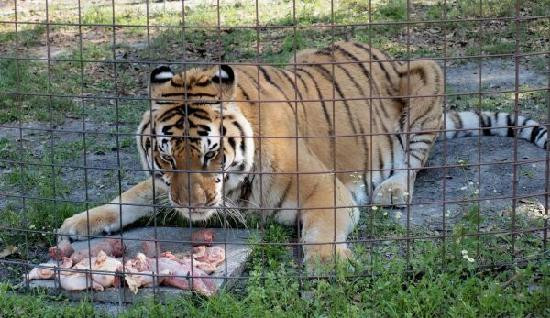 Big Cat Rescue-坦帕必去景点