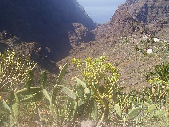 Masca Valley-特纳里夫必去景点