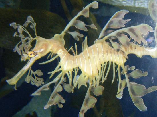 太平洋水族馆-长滩必去景点