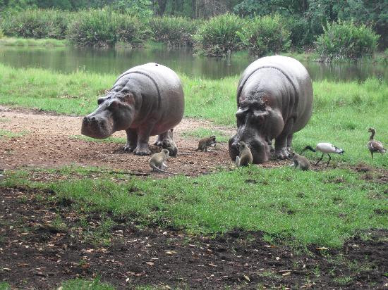 Haller Park-蒙巴萨必去景点