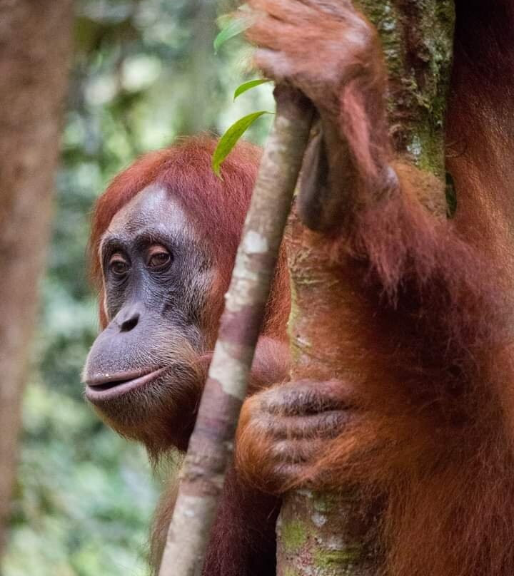 Bukit Lawang Jungle-武吉拉旺必去景点