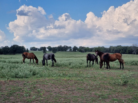 Mowdy Ranch-Coalgate必去景点