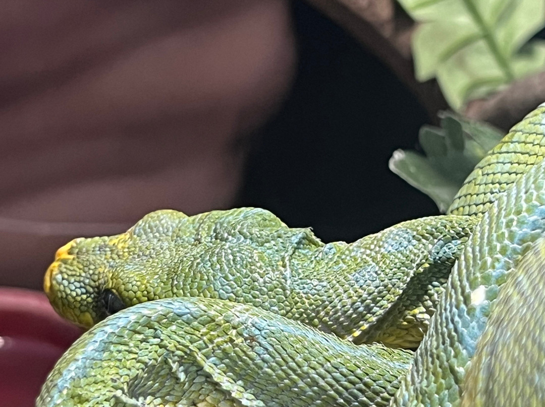 Reptile World Serpentarium-圣克劳德必去景点