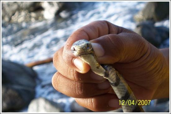 Borneo Survivor Resort