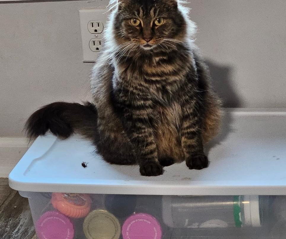 Schimpffs Confectionery-Jeffersonville必去景点