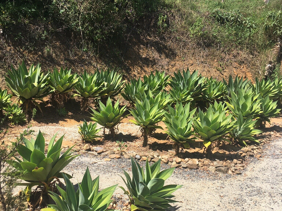 Villa René-圣安东尼奥杜皮尼亚尔必去景点