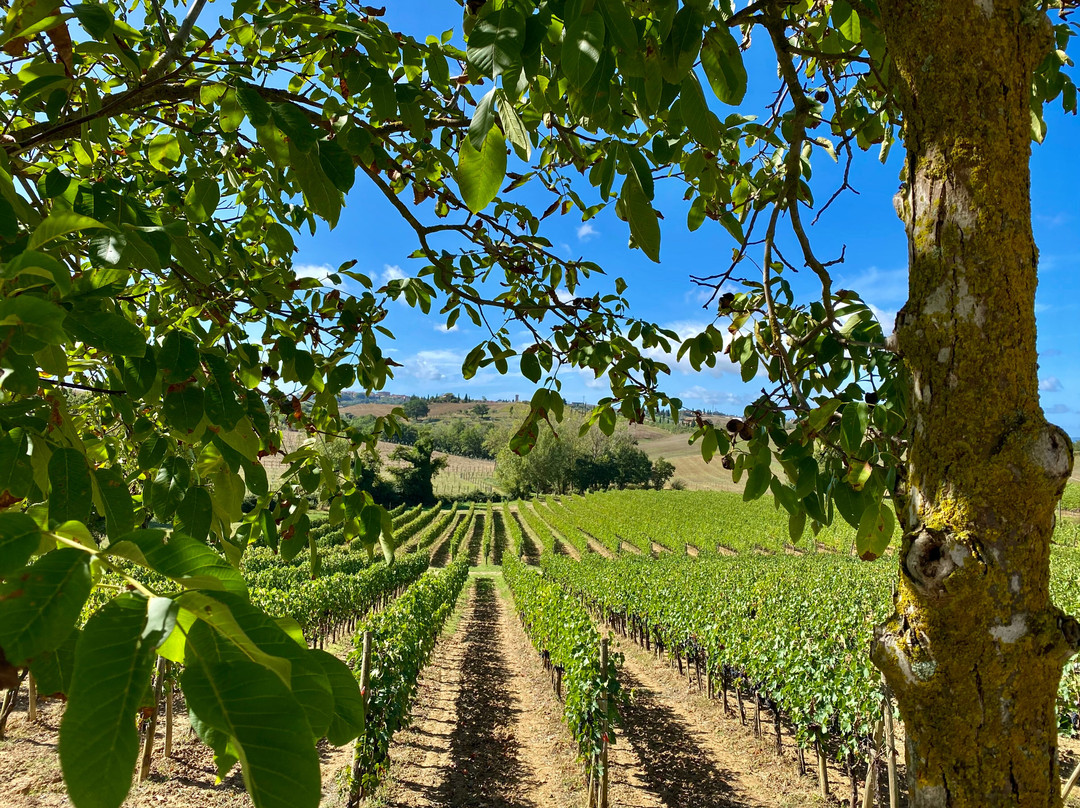 Lignanello Azienda Agricola-皮恩扎必去景点