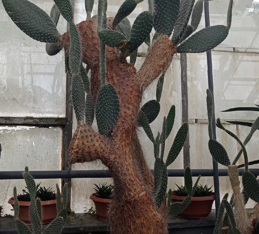 Botanic Garden Anastasie Fătu (Grădina Botanică Anastasie Fătu)景点图片