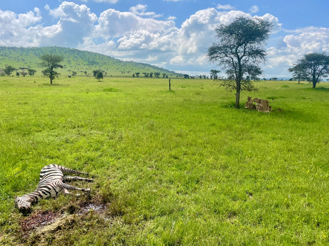 Tanzania Juvenile Safaris-阿鲁沙必去景点