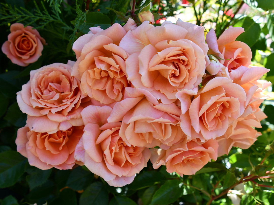 Peter Beales Roses景点图片