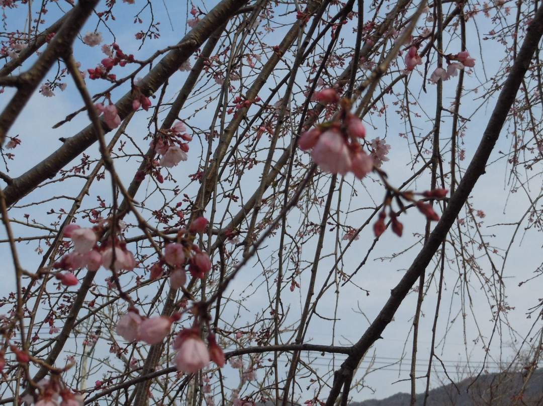 Gyeonghwa Station Cherry Blossom Road景点图片