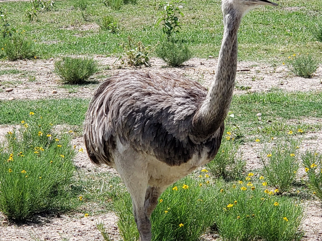 Aggieland Safari-布赖恩必去景点