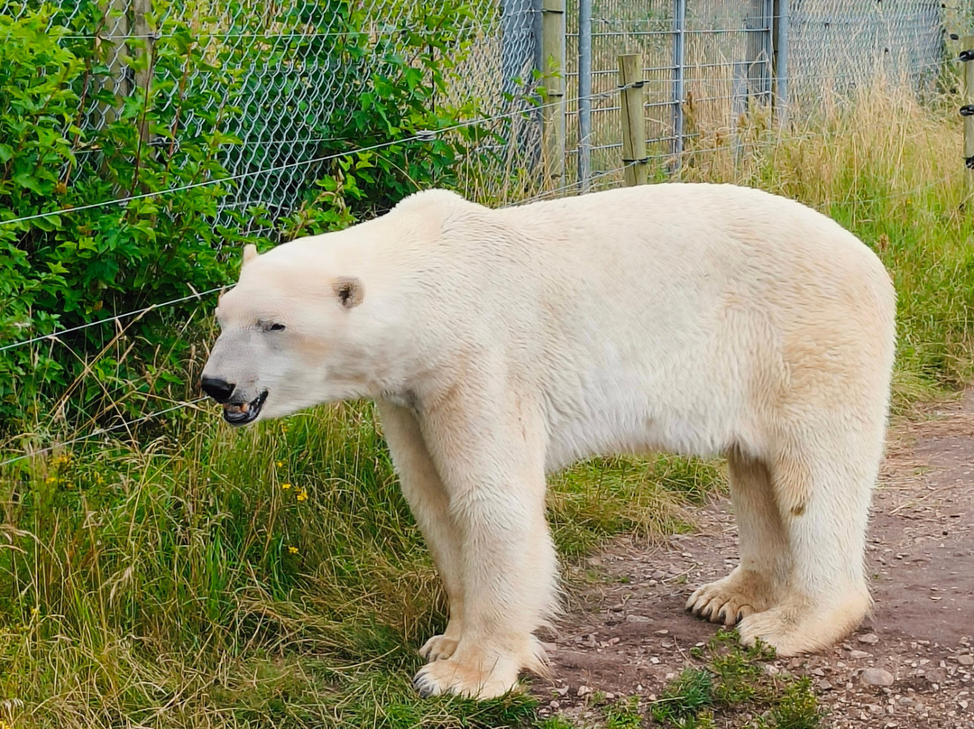 Scandinavian Wildlife Park景点图片