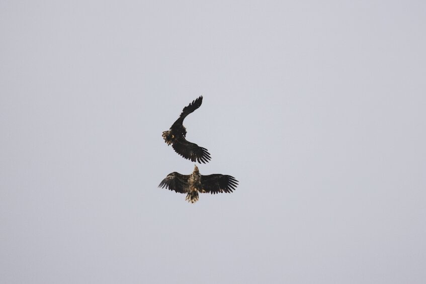 Puffin Safari景点图片