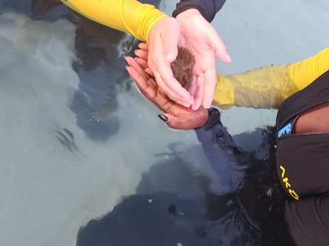 Capt. Marvin’s Watersports Ltd-乔治城必去景点