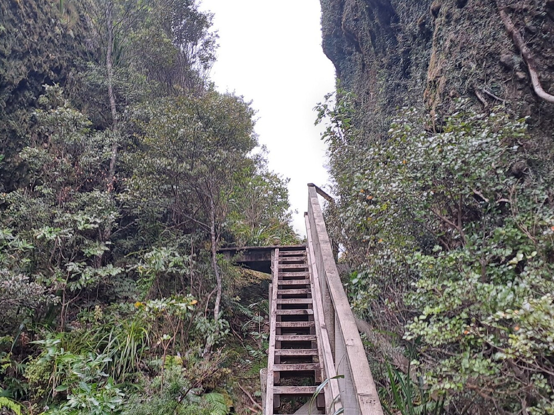 Mt Hobson via Windy Canyon-Great Barrier Island必去景点