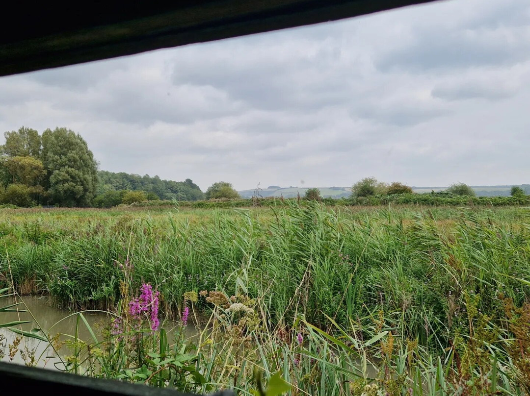 WWT Arundel Wetland Centre景点图片
