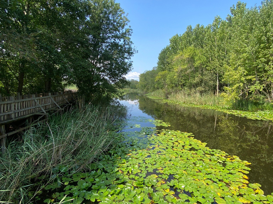 Acarlar Floodplain Forest景点图片