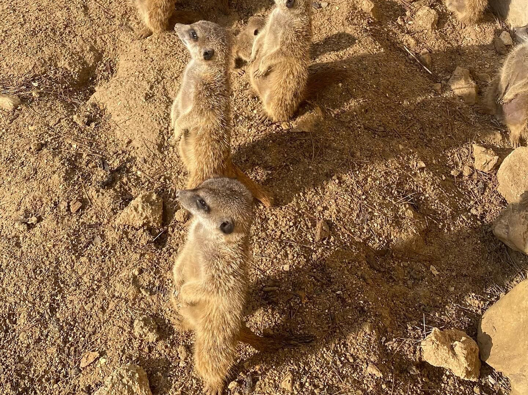 Safari Aitana景点图片