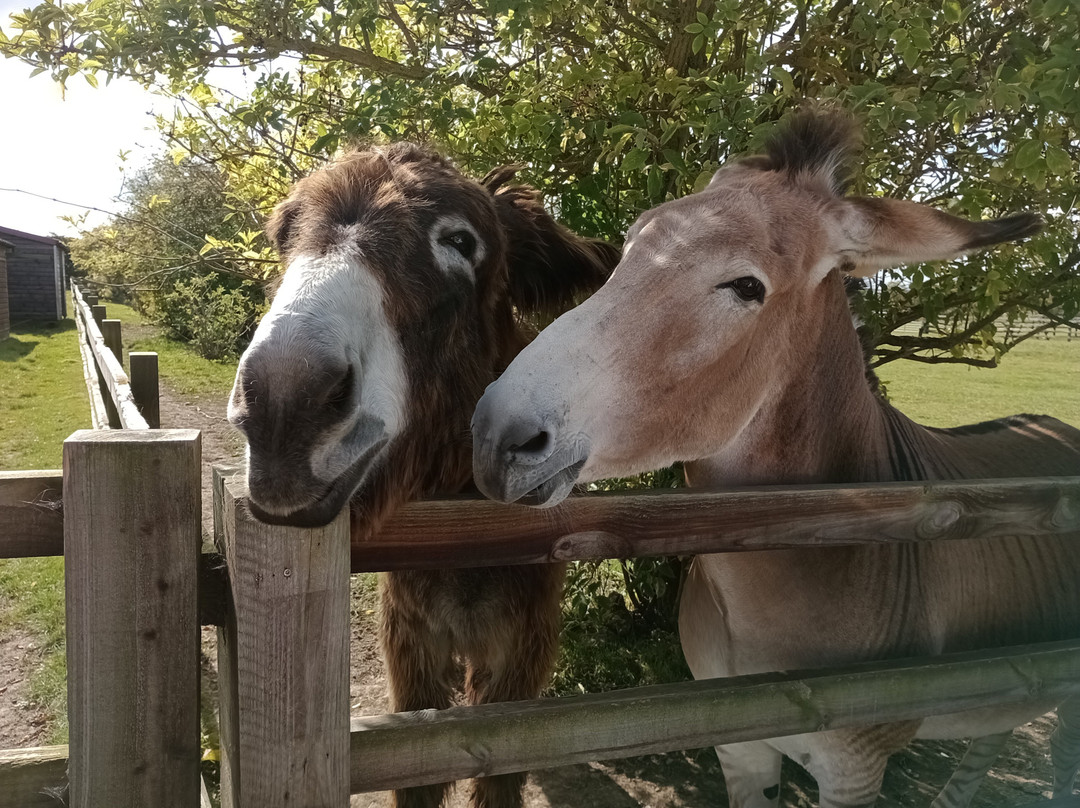 Radcliffe Donkey Sanctuary景点图片