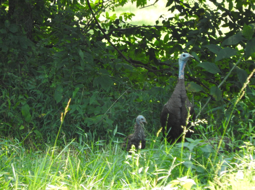The Elk and Bison Prairie-Golden Pond必去景点