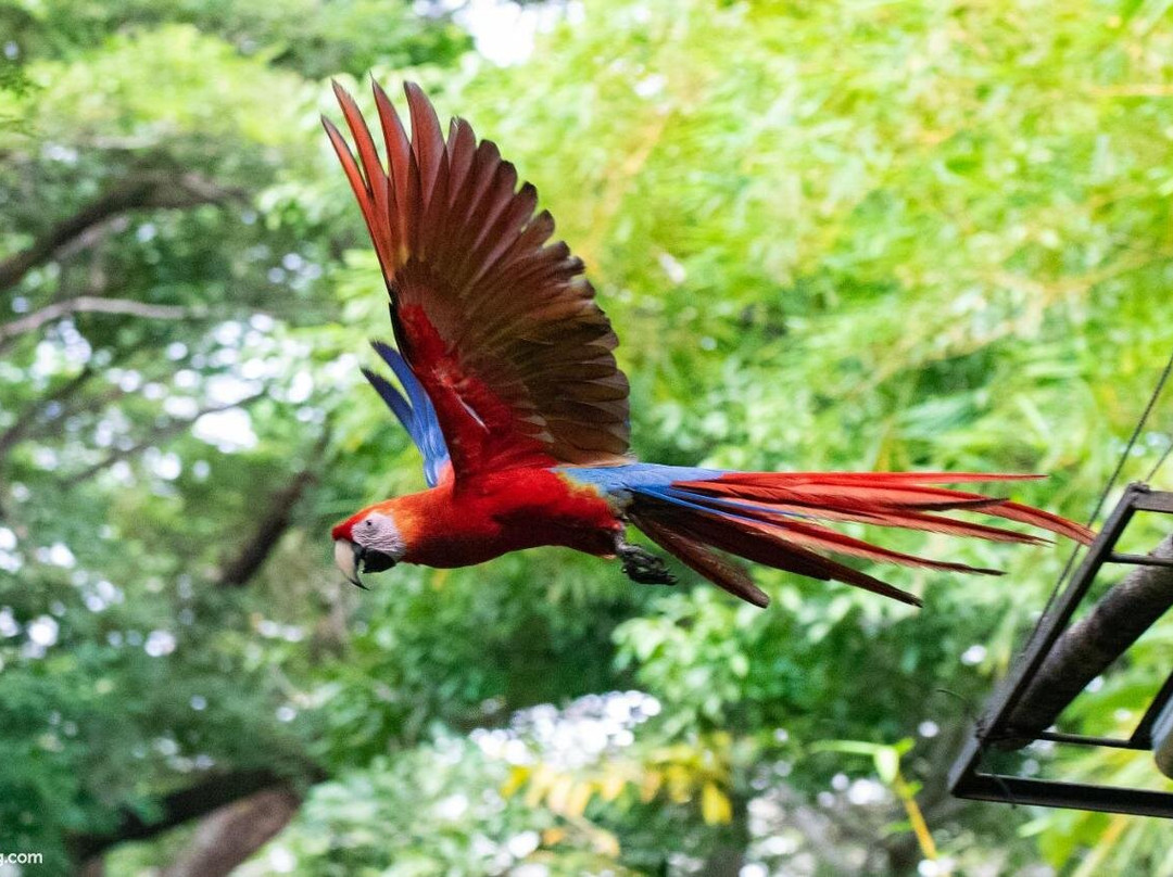 Jungle Lodge At Wild Sun Rescue Center主图