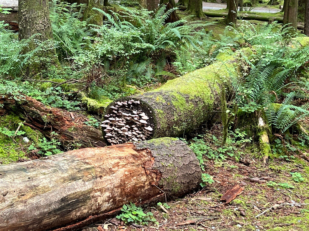 Golden Ears Provincial Park-枫树岭必去景点