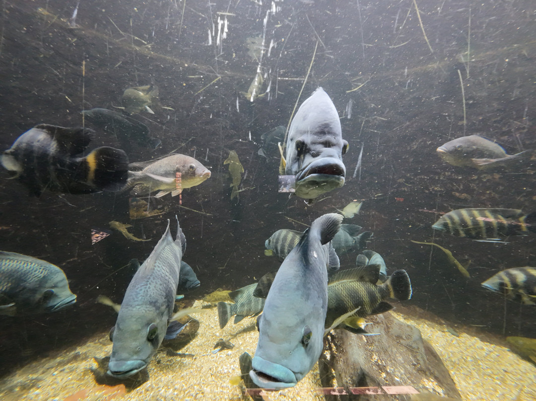 Aquarium-muséum De Liège-列日必去景点
