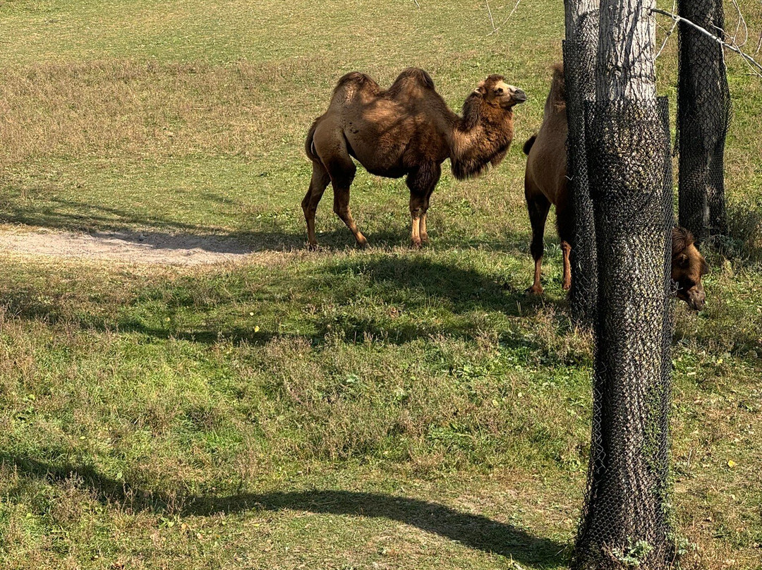 Minnesota Zoo-Apple Valley必去景点