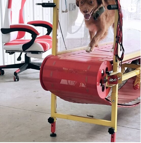 Canine Confidence Center